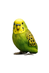 lorito1